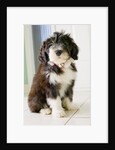 Bearded Collie Puppy by Anonymous