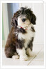 Bearded Collie Puppy by Anonymous