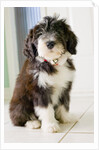 Bearded Collie Puppy by Anonymous