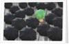 Green umbrella among group of black by Anonymous