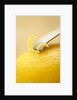 Lemon Zester on Lemon by Anonymous