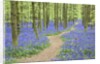 Path Winding Through Beech Forest and Bluebells by Anonymous