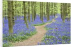 Path Winding Through Beech Forest and Bluebells by Anonymous