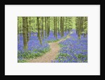 Path Winding Through Beech Forest and Bluebells by Anonymous