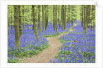 Path Winding Through Beech Forest and Bluebells by Anonymous