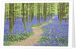 Path Winding Through Beech Forest and Bluebells by Anonymous