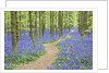 Path Winding Through Beech Forest and Bluebells by Anonymous
