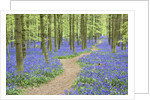 Path Winding Through Beech Forest and Bluebells by Anonymous