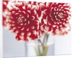 Dahlias in vase by Anonymous