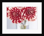 Dahlias in vase by Anonymous