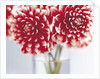 Dahlias in vase by Anonymous