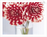 Dahlias in vase by Anonymous