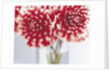 Dahlias in vase by Anonymous