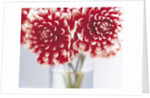 Dahlias in vase by Anonymous