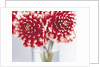 Dahlias in vase by Anonymous