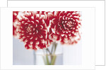 Dahlias in vase by Anonymous