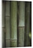 Bamboo by Anonymous