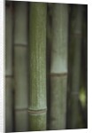 Bamboo by Anonymous