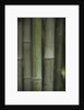 Bamboo by Anonymous