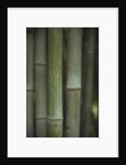 Bamboo by Anonymous