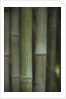 Bamboo by Anonymous