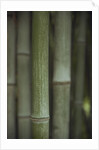 Bamboo by Anonymous