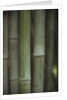 Bamboo by Anonymous