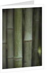 Bamboo by Anonymous