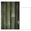 Bamboo by Anonymous