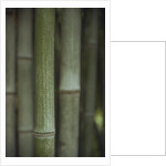 Bamboo by Anonymous