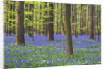 Bluebells Blooming in Beech Forest by Anonymous