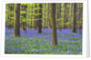 Bluebells Blooming in Beech Forest by Anonymous