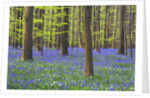 Bluebells Blooming in Beech Forest by Anonymous