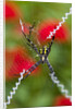Male and Female Hawaiian Shadow Spider by Anonymous