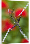 Male and Female Hawaiian Shadow Spider by Anonymous