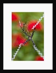Male and Female Hawaiian Shadow Spider by Anonymous