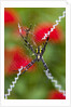 Male and Female Hawaiian Shadow Spider by Anonymous