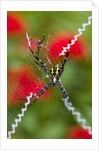 Male and Female Hawaiian Shadow Spider by Anonymous