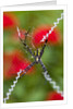 Male and Female Hawaiian Shadow Spider by Anonymous