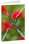 Male and Female Hawaiian Shadow Spider by Anonymous