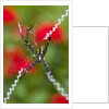 Male and Female Hawaiian Shadow Spider by Anonymous
