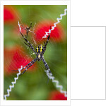 Male and Female Hawaiian Shadow Spider by Anonymous