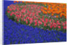 Grape Hyacinths and Tulips by Anonymous