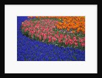 Grape Hyacinths and Tulips by Anonymous
