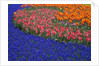 Grape Hyacinths and Tulips by Anonymous