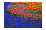 Grape Hyacinths and Tulips by Anonymous