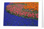 Grape Hyacinths and Tulips by Anonymous