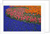 Grape Hyacinths and Tulips by Anonymous