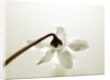 White Cyclamen by Anonymous