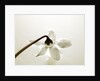 White Cyclamen by Anonymous